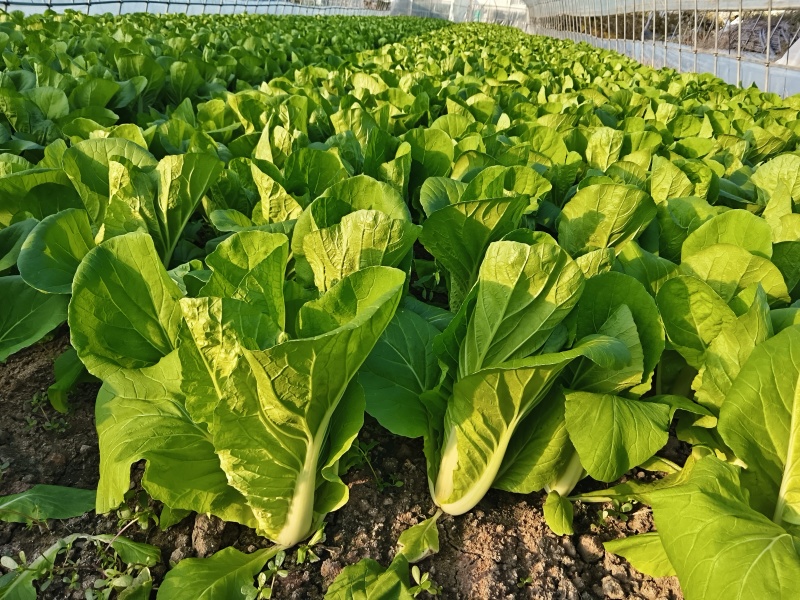 新鲜菜苔直供上海，口感鲜嫩，营养丰富，家庭餐桌。