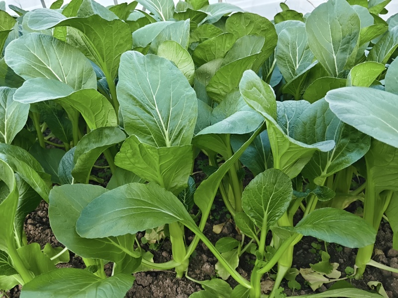 新鲜菜苔直供上海，口感鲜嫩，营养丰富，家庭餐桌。