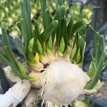 雕刻水仙花造型漳州
