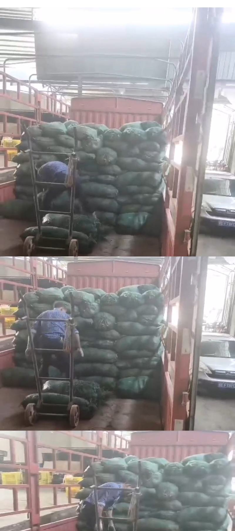 麦冬草