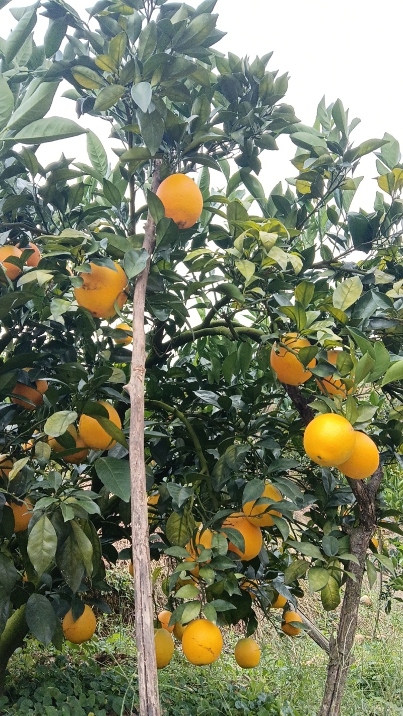 正宗自家种植的赣南脐橙，我爸妈种植脐橙多年，量大从优