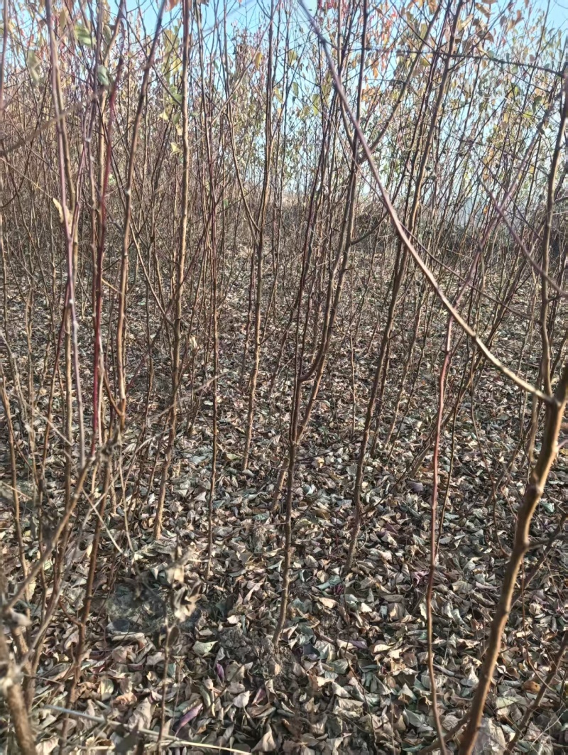 河北一年生山杏苗