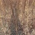 河北一年生山杏苗