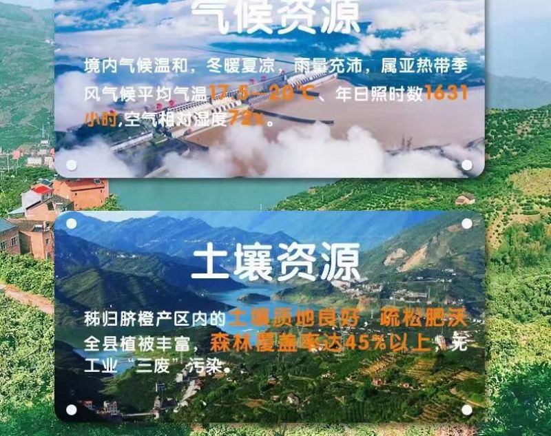 正宗赣南脐橙