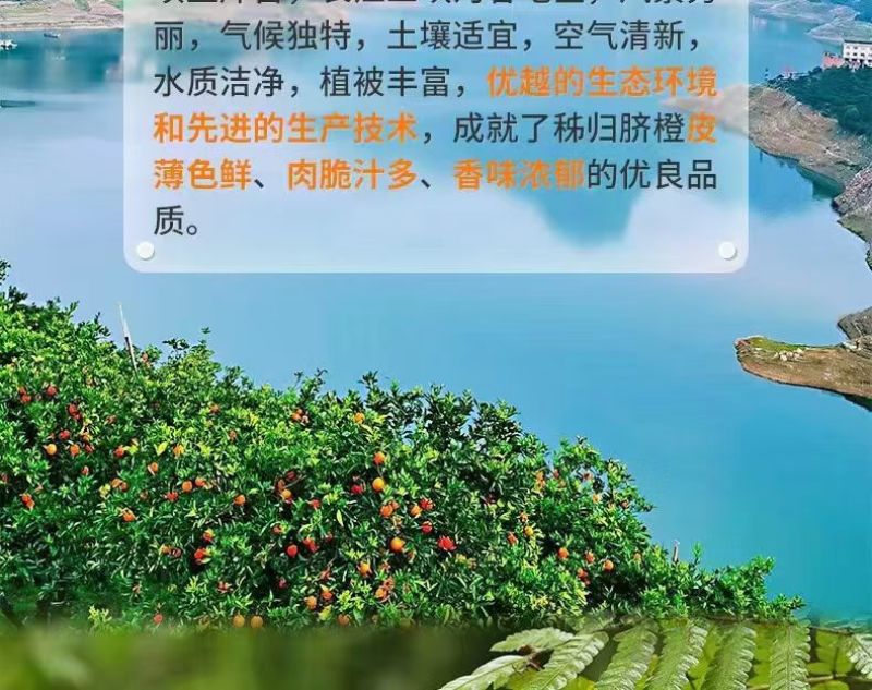 正宗赣南脐橙
