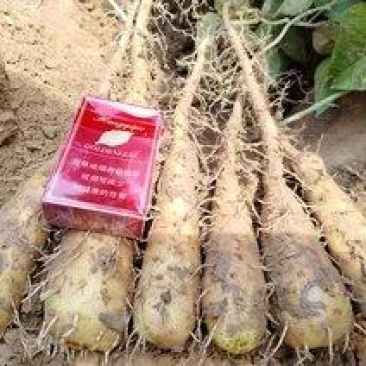 铁棍山药豆苗原种一代精品