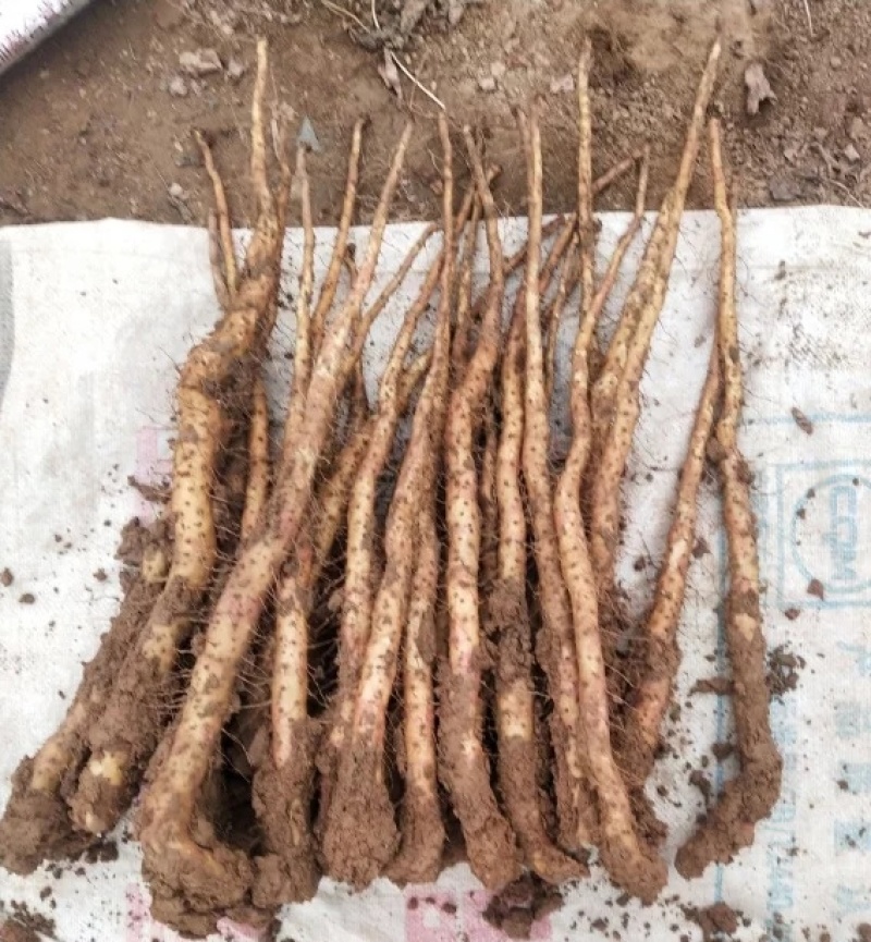 铁棍山药豆苗原种一代精品