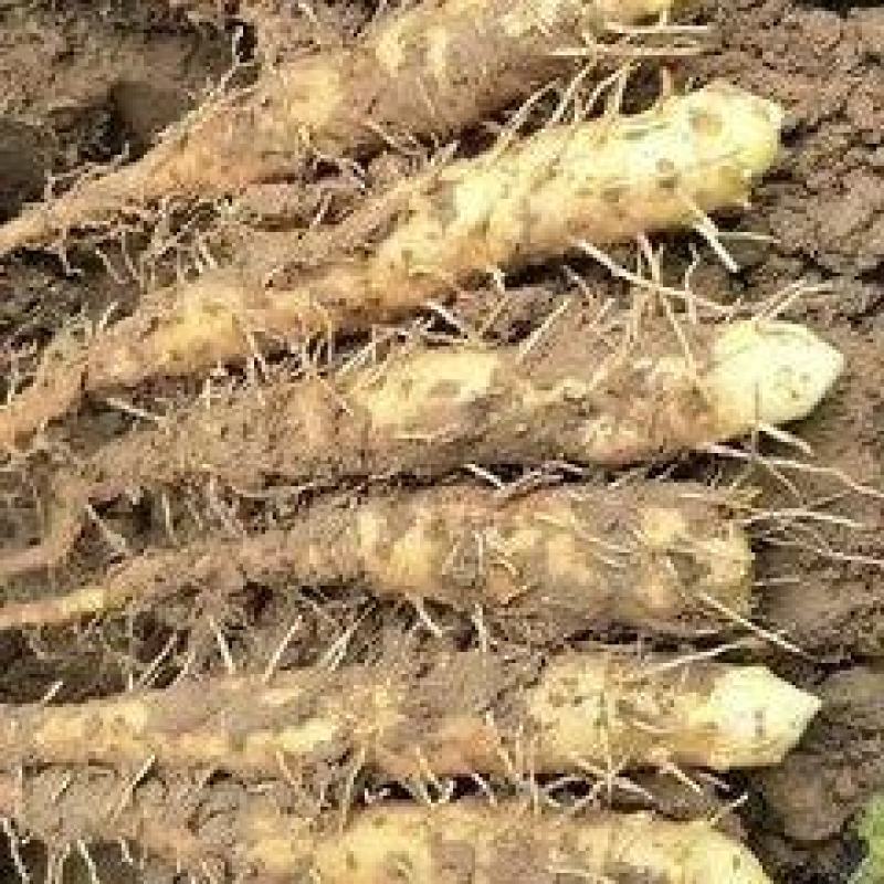 铁棍山药种苗栽原种豆苗