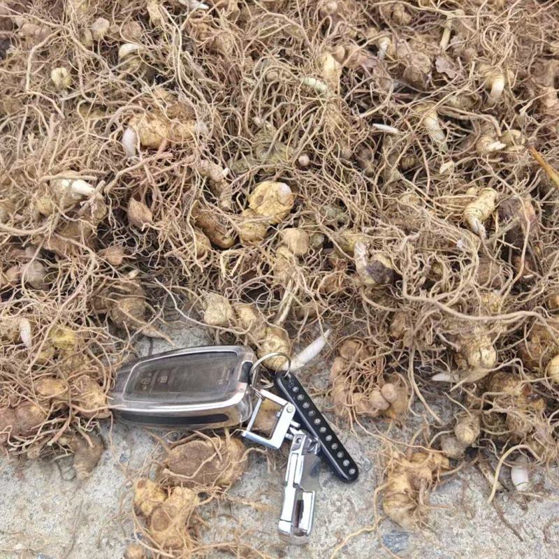 大量出售多花倒苗黄精茎块苗
