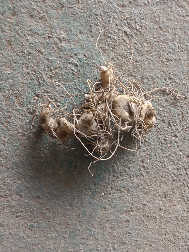 大量出售多花倒苗黄精茎块苗