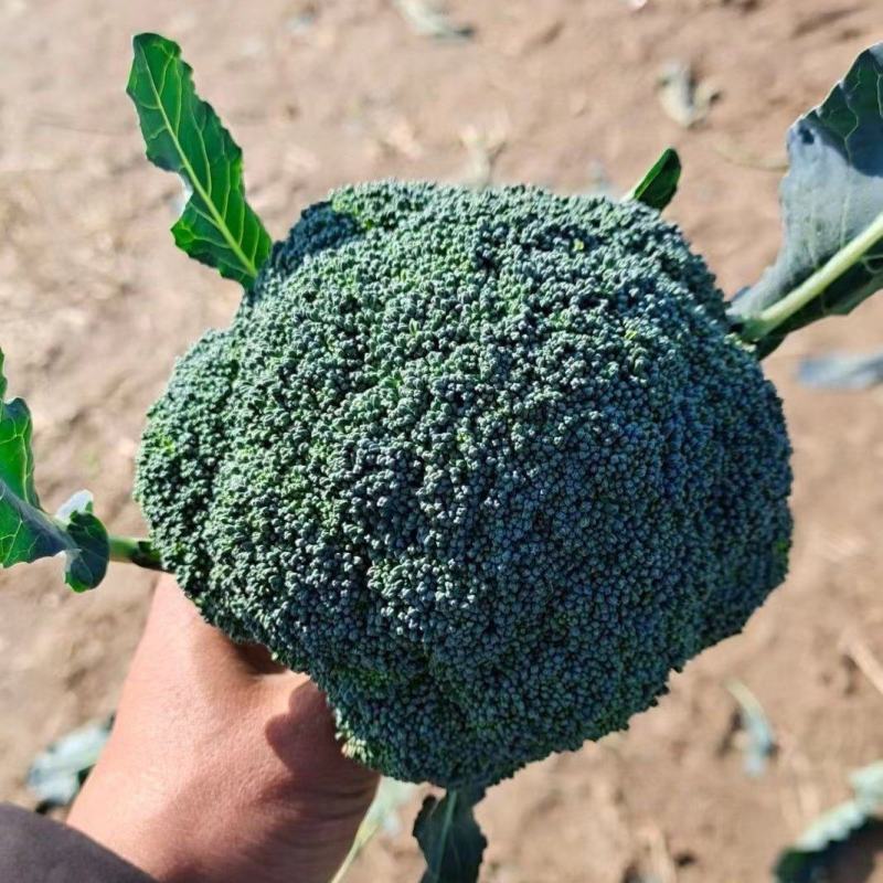 精品西兰花全红供应中价格美丽欢迎各位前来选购