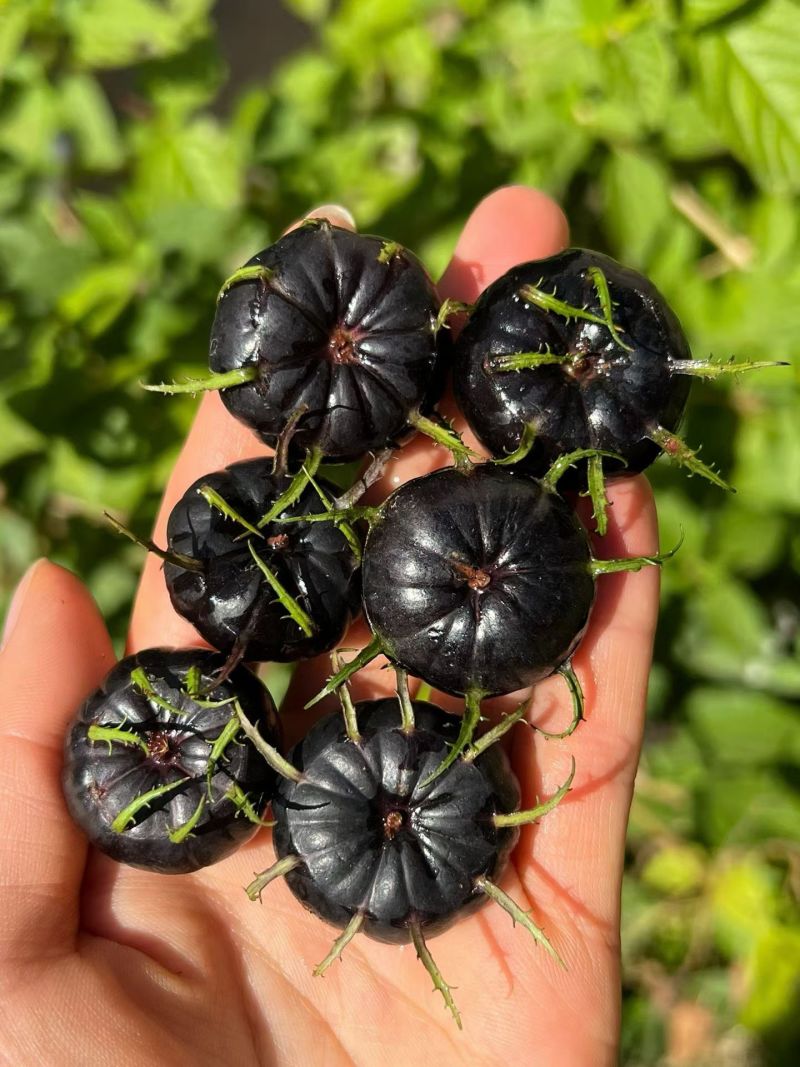 红果参高山蜘蛛果货源稳定支持电商代发抖音**价格便宜