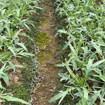 甜麦菜广西博白甜麦菜大量上市产地直供大量有货欢迎咨询
