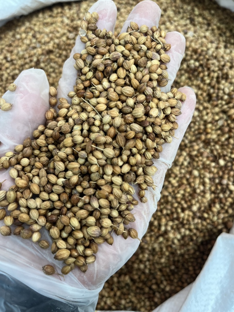 香菜籽调味料大量批发大颗粒