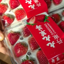辽宁东港红颜草莓基地直供质量保证规格齐全全国发货