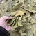特绿香叶统货精选货