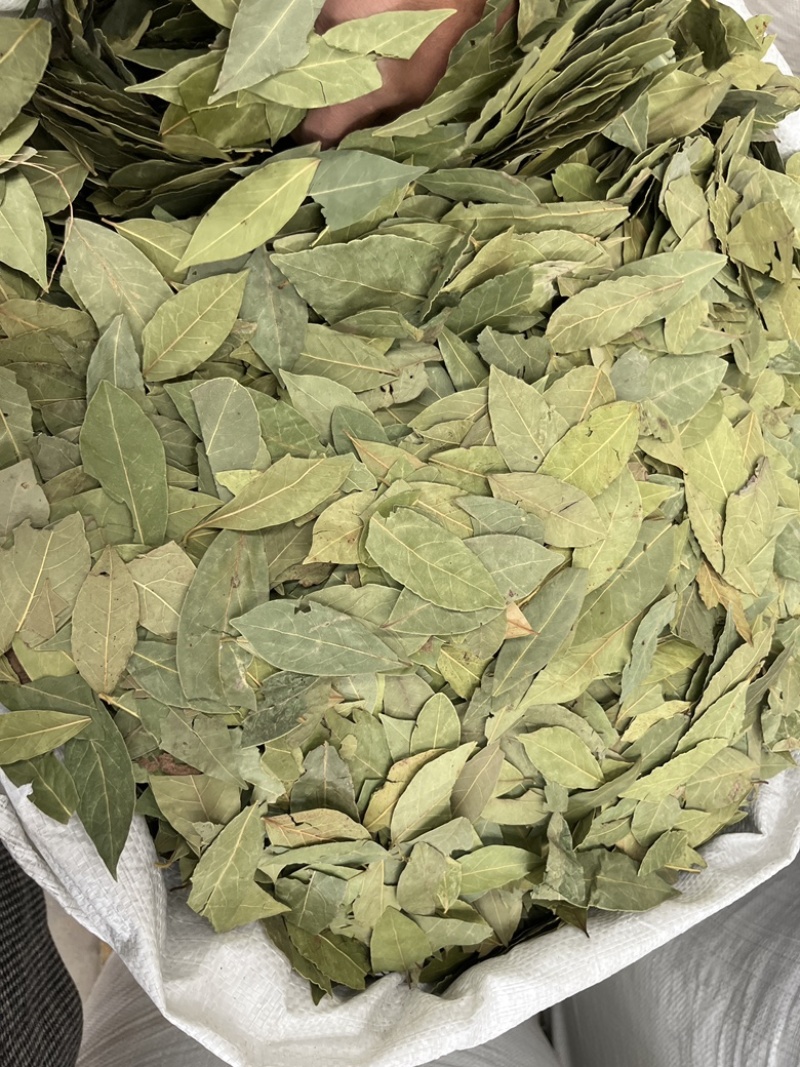 特绿香叶统货精选货