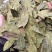 特绿香叶统货精选货