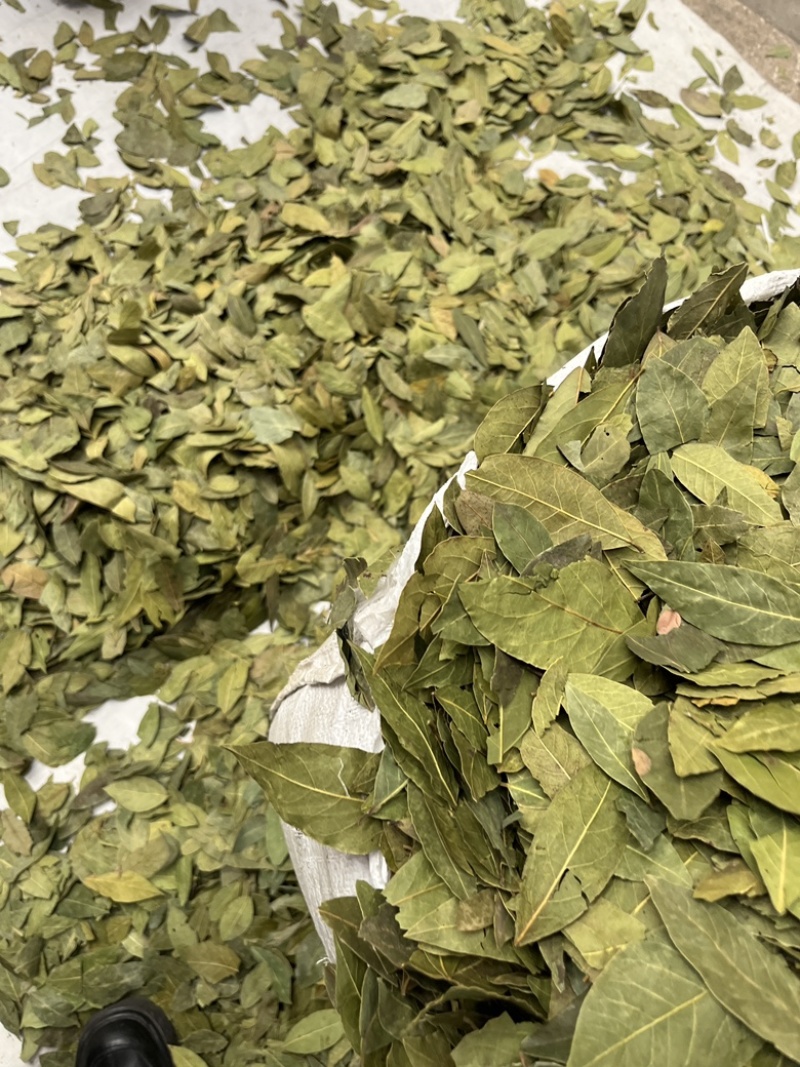 特绿香叶统货精选货