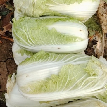 白菜