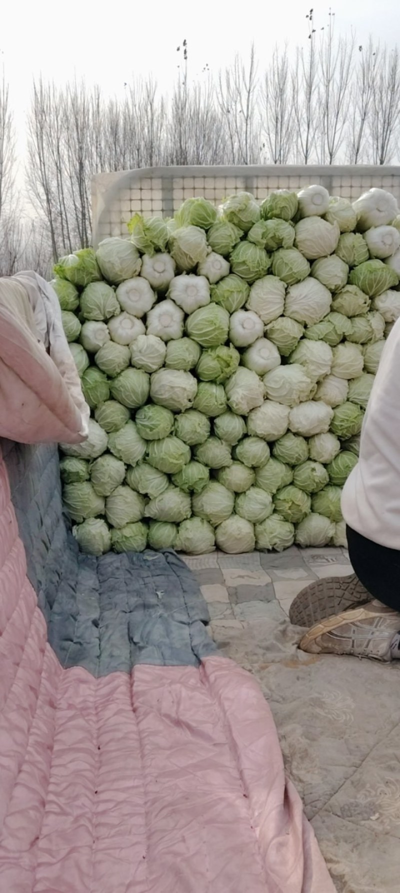 白菜