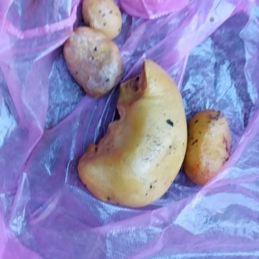 鸡身上的鸡宝