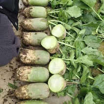 蔬菜批发