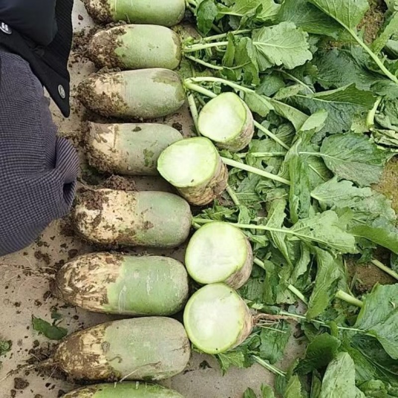 蔬菜批发