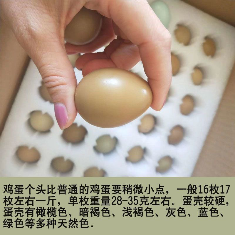 当日现捡七彩山鸡蛋