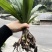毛慈菇