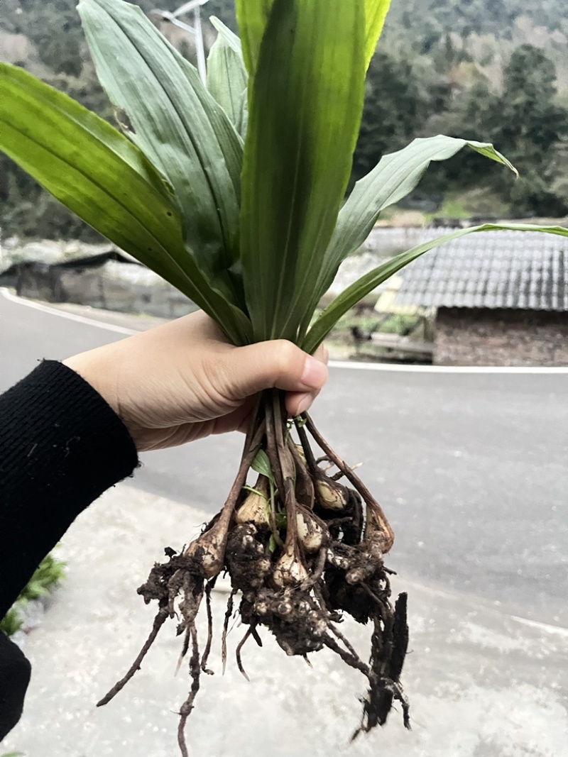 毛慈菇
