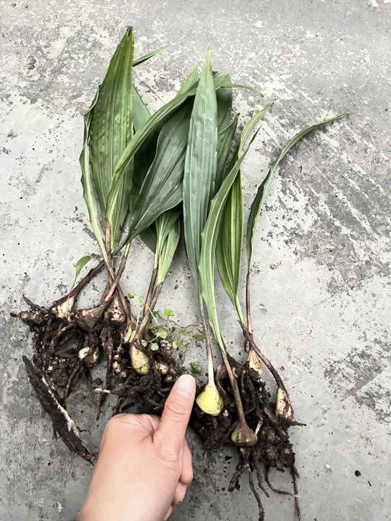 毛慈菇