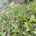 毛慈菇