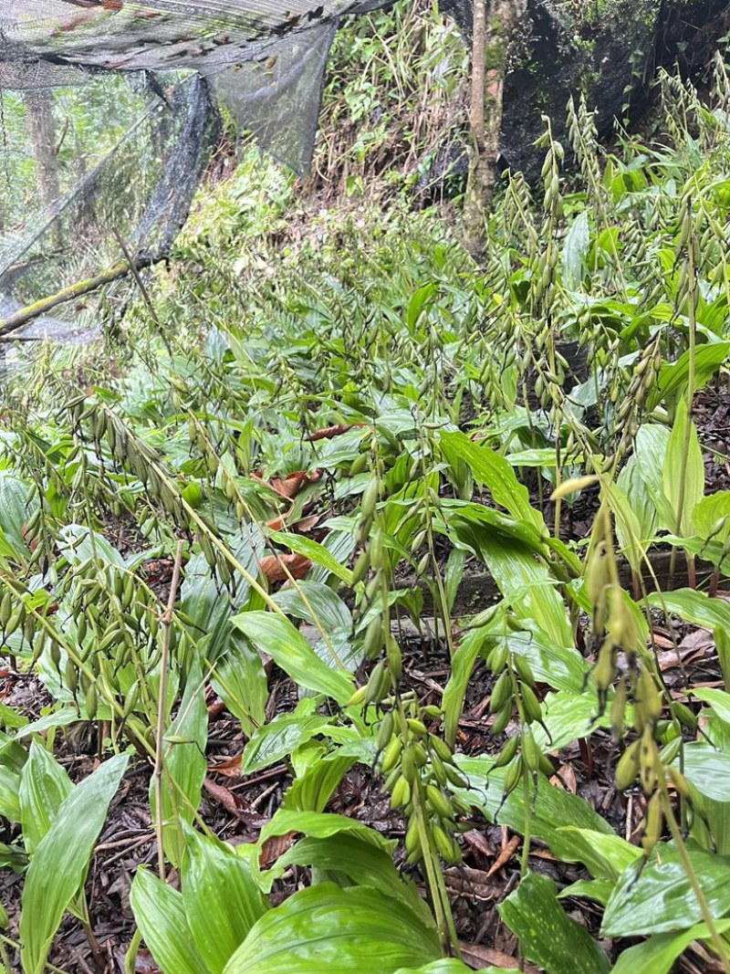 毛慈菇