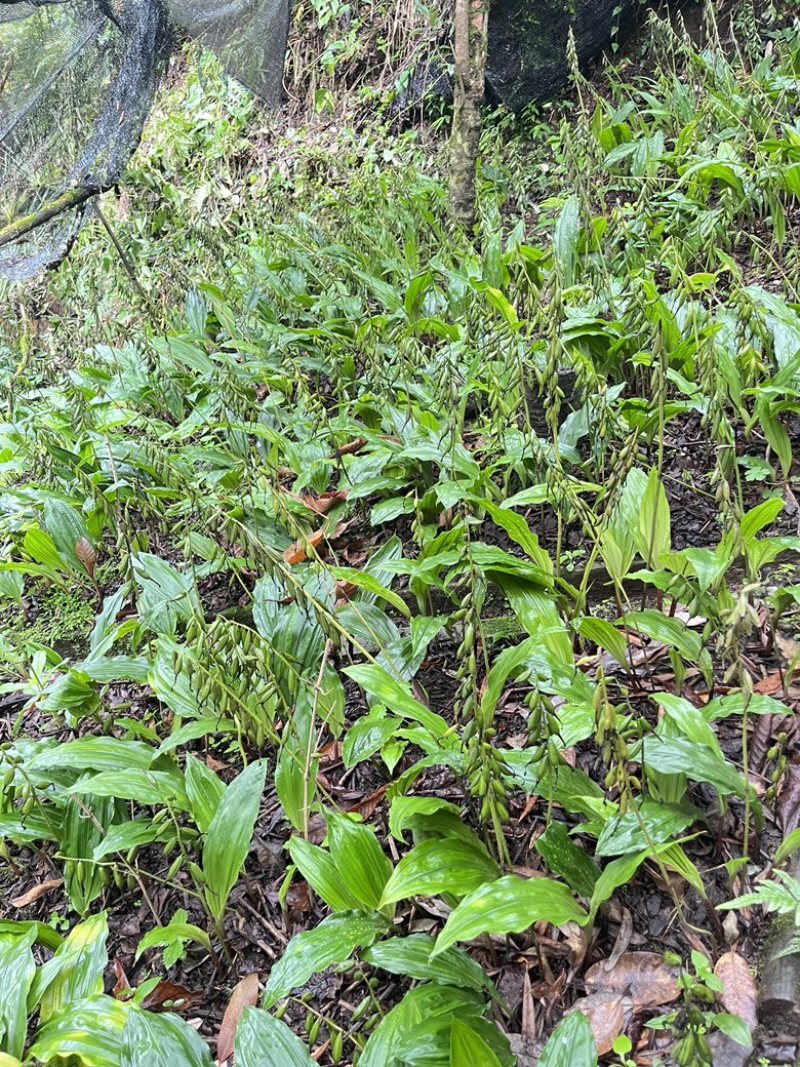 毛慈菇