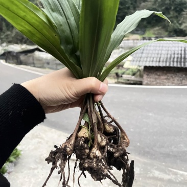 毛慈菇