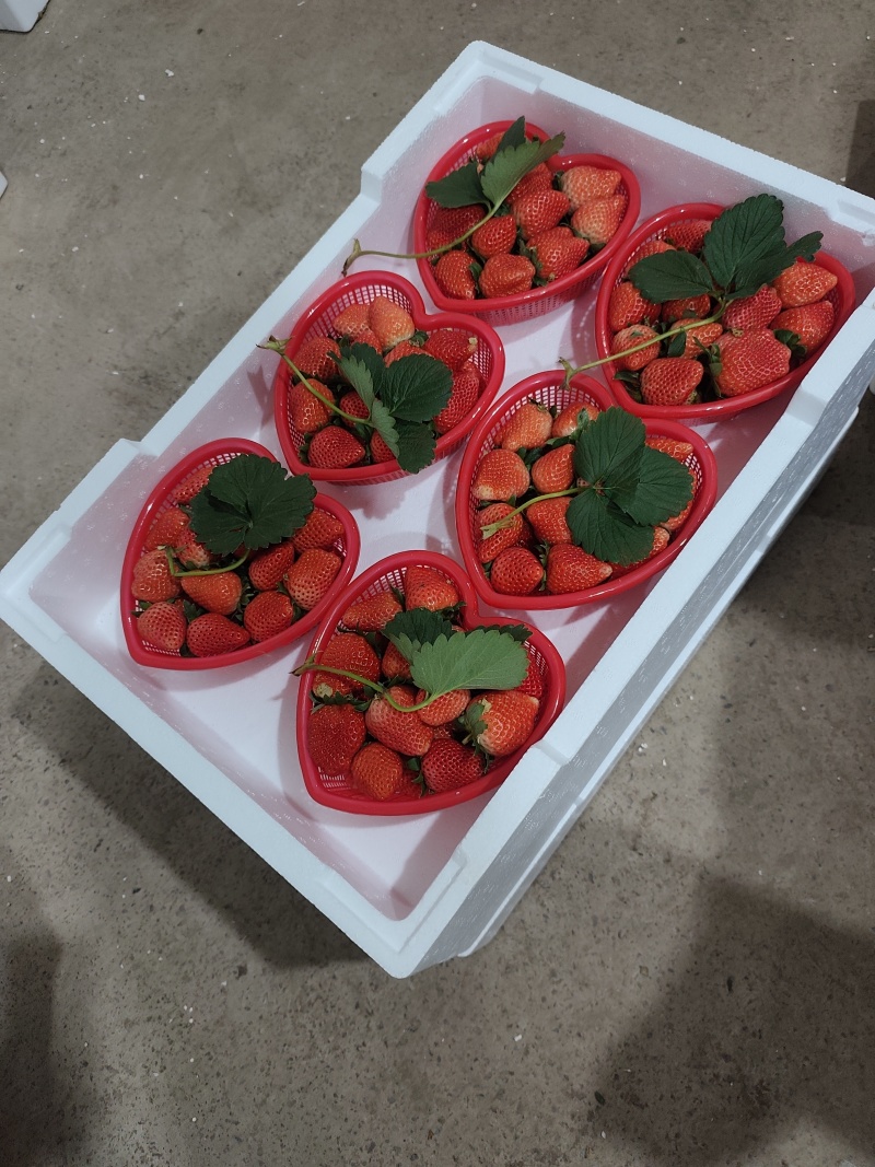 【量大从优】河南商丘头茬草莓宁玉草莓产地直发新鲜采摘