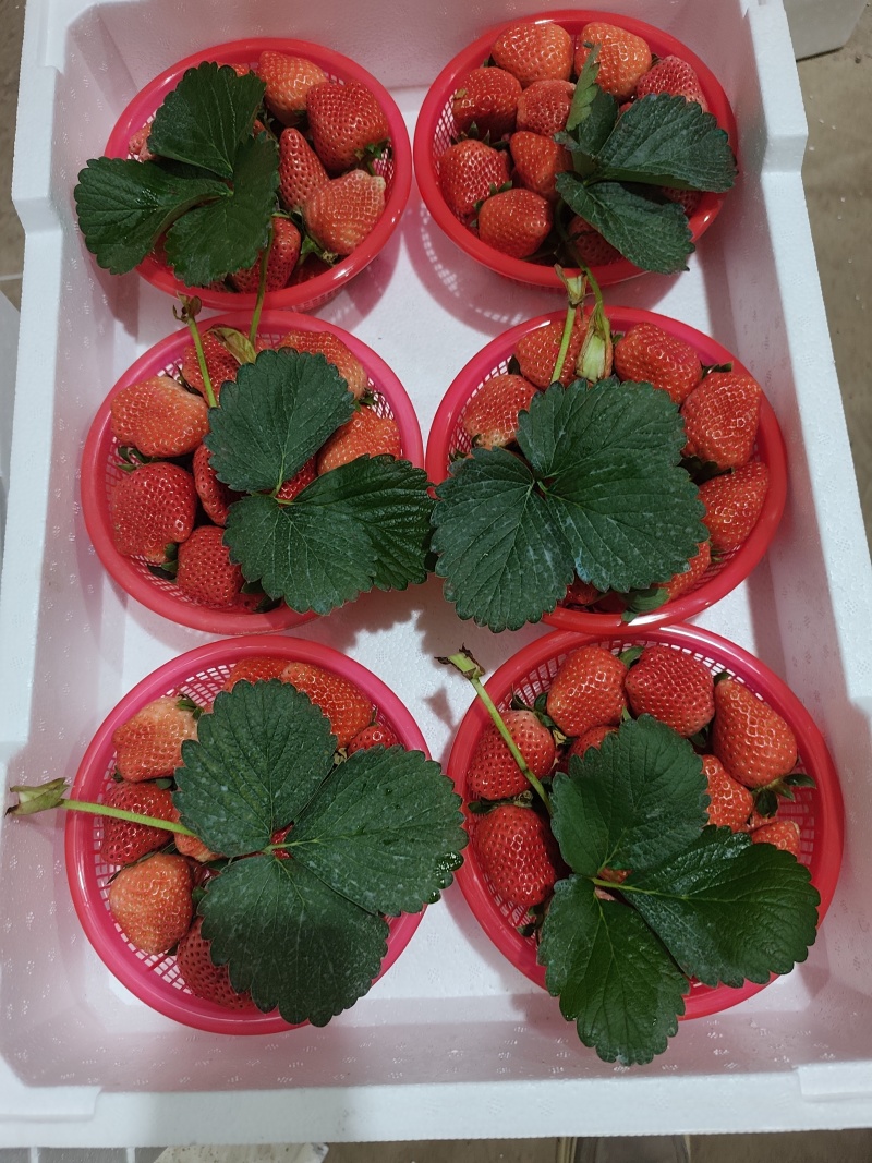 【量大从优】河南商丘头茬草莓宁玉草莓产地直发新鲜采摘