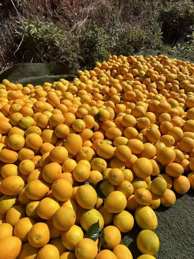 【赣南脐橙·一口阳光，橙就甜蜜】🌞自然厚赠，黄
