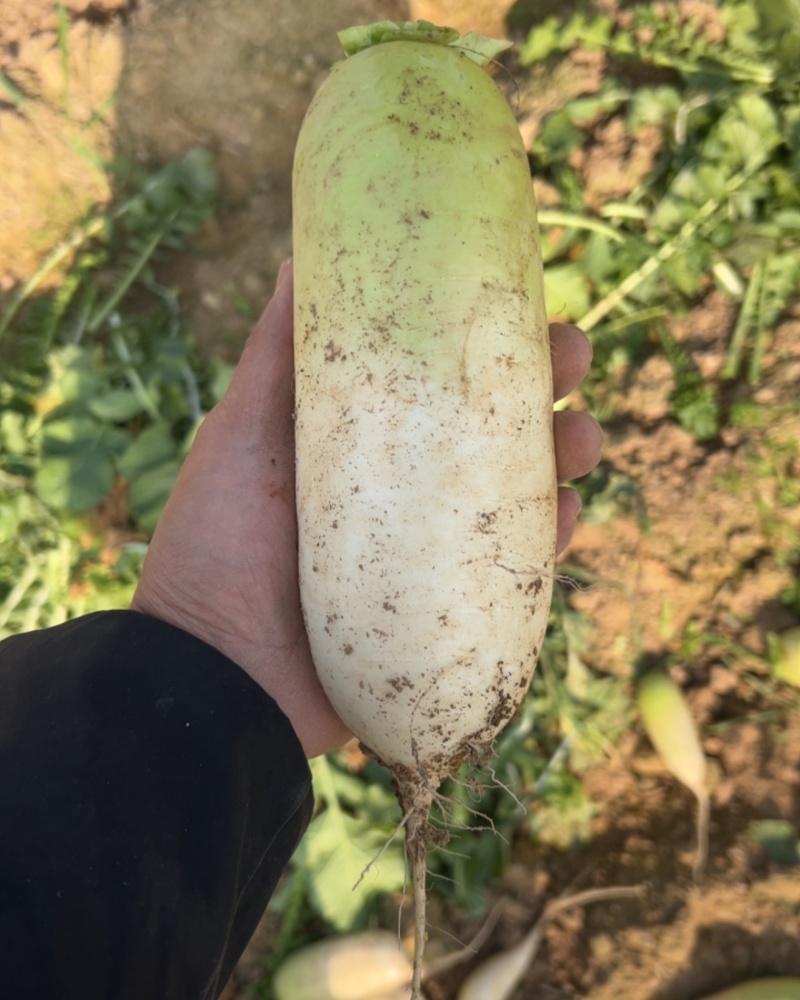 山西运城水果萝卜816