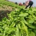 河北衡水百亩荠菜对接全国市场量大从优欢迎采购热卖