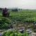 河北衡水百亩荠菜对接全国市场量大从优欢迎采购热卖