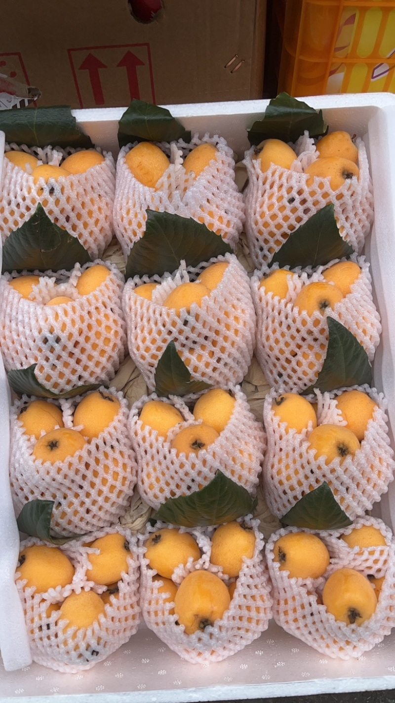 云南高山枇杷