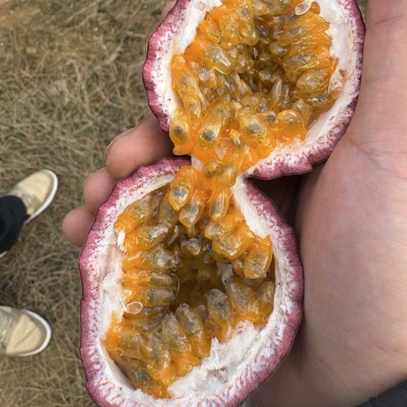 云南蜜桃百香果