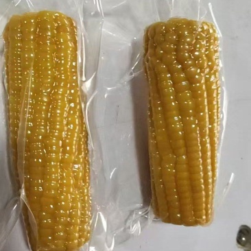 吉林长春玉米，个头大，口感香甜软糯，大量现货，一件代发