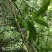 云南理肺散、理肺散、接骨丹、小接骨、茜科植物中药材材