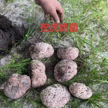 虎奶菇菌（海南产）野生、一级品、通货