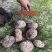 虎奶菇菌（海南产）野生、一级品、通货
