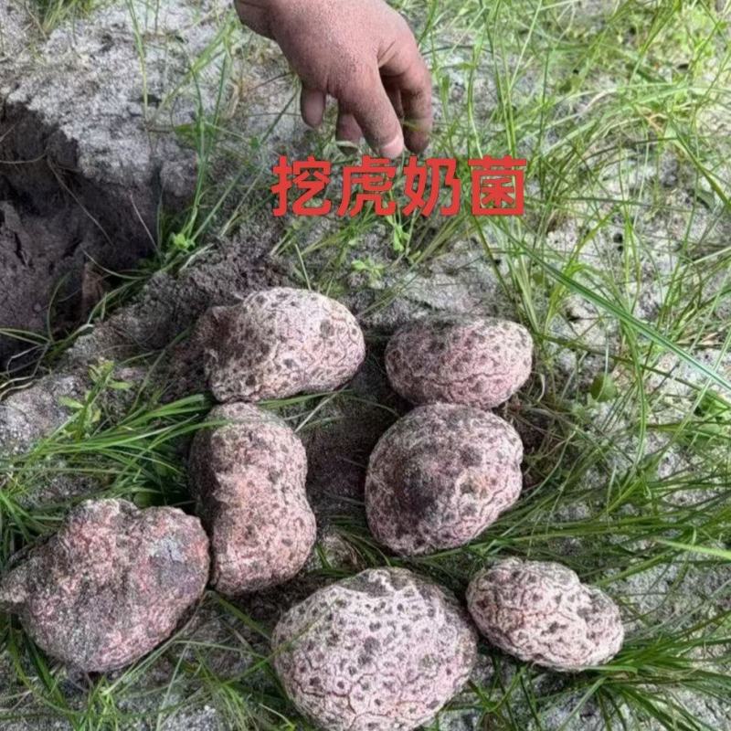 虎奶菇菌（海南产）野生、一级品、通货