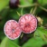 云南正宗红果参电商货支持一件代发